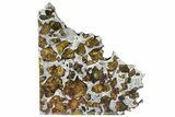 Polished Imilac Pallasite Meteorite ( g) Slice #309042-1